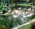 ���� ���� (Bird Park)