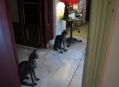  ������������� (KattenKabinet) 9