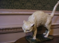  ������������� (KattenKabinet) 8