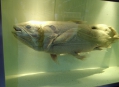  ����� �������������� � ����� (London Natural History Museum) 14