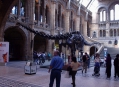  ����� �������������� � ����� (London Natural History Museum) 15