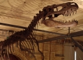  ����� �������������� � ����� (London Natural History Museum) 16