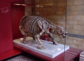  ����� �������������� � ����� (London Natural History Museum) 17