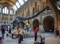  ����� �������������� � ����� (London Natural History Museum) 8
