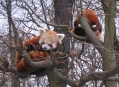  ������� �������������� (Tierpark Berlin) 11