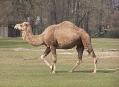  ������� �������������� (Tierpark Berlin) 12