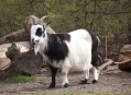  ������� �������������� (Tierpark Berlin) 13