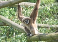  ������� �������������� (Tierpark Berlin) 2