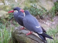  ������� �������������� (Tierpark Berlin) 9