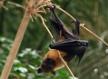  ���������� ������� (Berlin Zoological Garden) 12