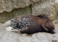  ���������� ������� (Berlin Zoological Garden) 13