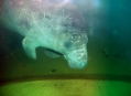  ���������� ������� (Berlin Zoological Garden) 4