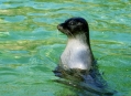  ���������� ������� (Berlin Zoological Garden) 8