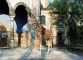  ���������� ������� (Berlin Zoological Garden) 9