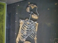  ����� ������� ����������  (Natural History Museum in Senckenberg) 10