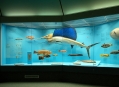  ����� ������� ����������  (Natural History Museum in Senckenberg) 11