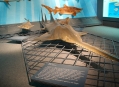  ����� ������� ����������  (Natural History Museum in Senckenberg) 13