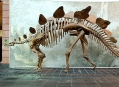  ����� ������� ����������  (Natural History Museum in Senckenberg) 2