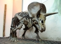 ����� ������� ����������  (Natural History Museum in Senckenberg) 4