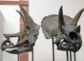  ����� ������� ����������  (Natural History Museum in Senckenberg) 5