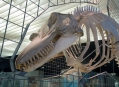  ����� ������� ����������  (Natural History Museum in Senckenberg) 6