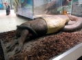  ����� ������� ����������  (Natural History Museum in Senckenberg) 7
