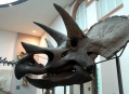  ����� ������� ����������  (Natural History Museum in Senckenberg) 8