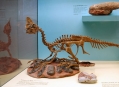  ����� ������� ����������  (Natural History Museum in Senckenberg) 9