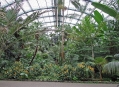  ��������� ��� (Palmengarten) 11
