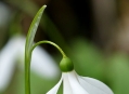  ��������� ��� (Palmengarten) 17