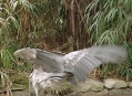  ������������� ������� (Frankfurt Zoological Garden) 3