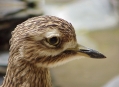  ������������� ������� (Frankfurt Zoological Garden) 4