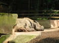  ������������ ������� (Nuremberg Zoo) 10