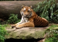  ������������ ������� (Nuremberg Zoo) 8