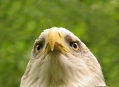  ������������ ������� (Nuremberg Zoo) 5