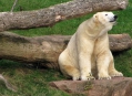  ������������ ������� (Nuremberg Zoo) 2