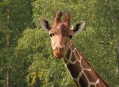  ������������ ������� (Nuremberg Zoo) 17