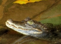  ������������ ������� (Nuremberg Zoo) 14