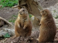 ������������ ������� (Nuremberg Zoo) 13