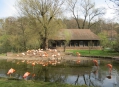  ������������ ������� (Nuremberg Zoo) 11