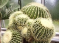  ���������� - ������������� � ������������ ���� (Wilhelma - Zoological-Botanical Gardens) 10