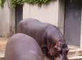  ���������� - ������������� � ������������ ���� (Wilhelma - Zoological-Botanical Gardens) 12