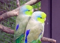  ���������� - ������������� � ������������ ���� (Wilhelma - Zoological-Botanical Gardens) 13