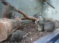  ���������� - ������������� � ������������ ���� (Wilhelma - Zoological-Botanical Gardens) 16