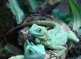  ���������� - ������������� � ������������ ���� (Wilhelma - Zoological-Botanical Gardens) 2