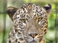  ���������� - ������������� � ������������ ���� (Wilhelma - Zoological-Botanical Gardens) 20