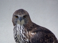  ���� ���� (Bird Park) 17