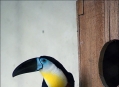  ���� ���� (Bird Park) 8