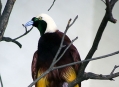  ���� ���� (Bird Park) 7