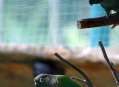  ���� ���� (Bird Park) 6
